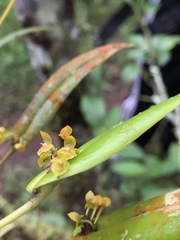 Pleurothallis dibolia