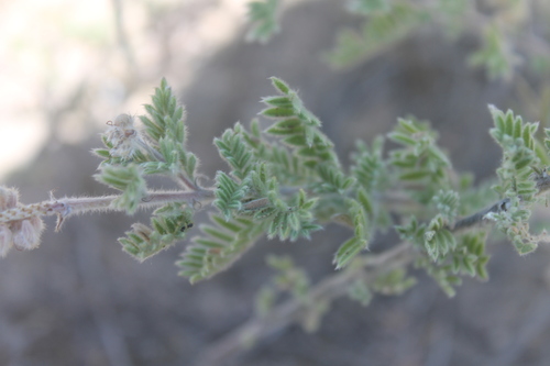 Image of Dalea villosa by (c) Stephen Hornbeck, some rights reserved (CC BY)