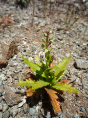 Streptanthus glandulosus secundus