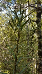 Pseudopanax linearis