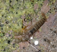 Alpheus galapagensis