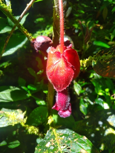 Glossoloma grandicalyx