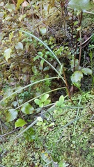 Pseudopanax linearis