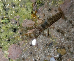 Alpheus galapagensis