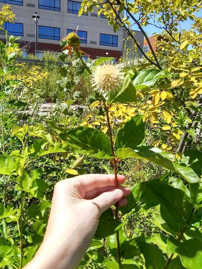 buttonbush-from-iowa-river-landing-coralville-ia-52241-usa-on-august