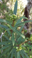 Pseudopanax linearis