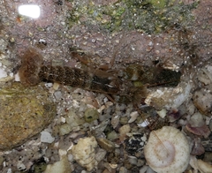 Alpheus galapagensis
