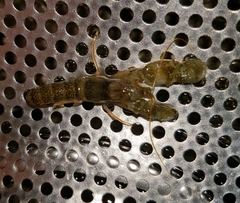 Alpheus galapagensis