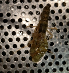 Alpheus galapagensis