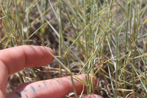 Image of Muhlenbergia pungens by (c) Stephen Hornbeck, some rights reserved (CC BY)
