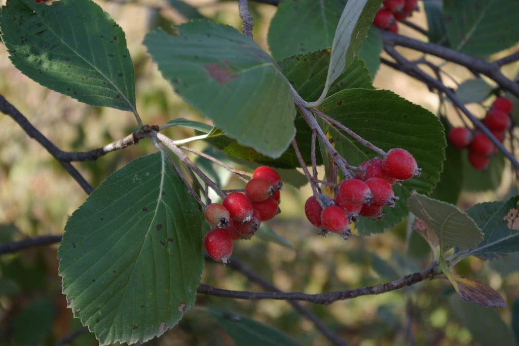 Sorbus subfusca