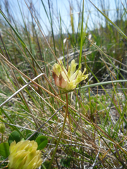 Trifolium fucatum