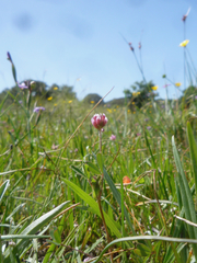 Trifolium bifidum decipiens