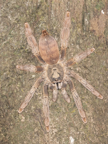 Tapinauchenius elenae