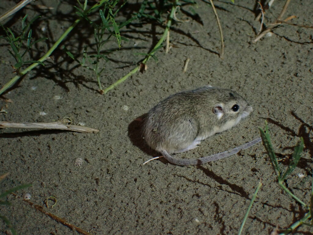 Olive-backed Pocket Mouse