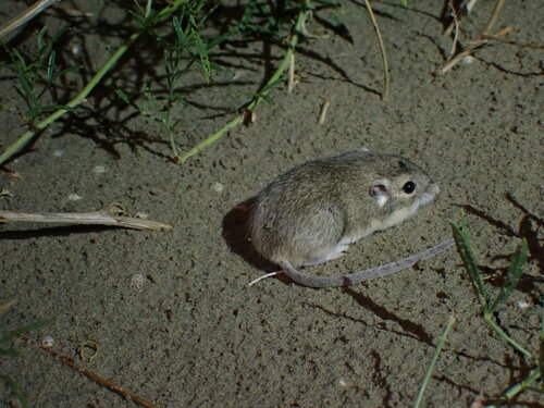 Olive-backed Pocket Mouse