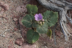 Phacelia calthifolia