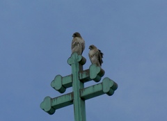 Buteo jamaicensis