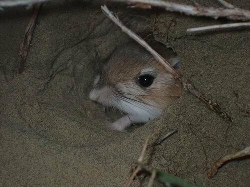 Ord's Kangaroo Rat (Dipodomys ordii)