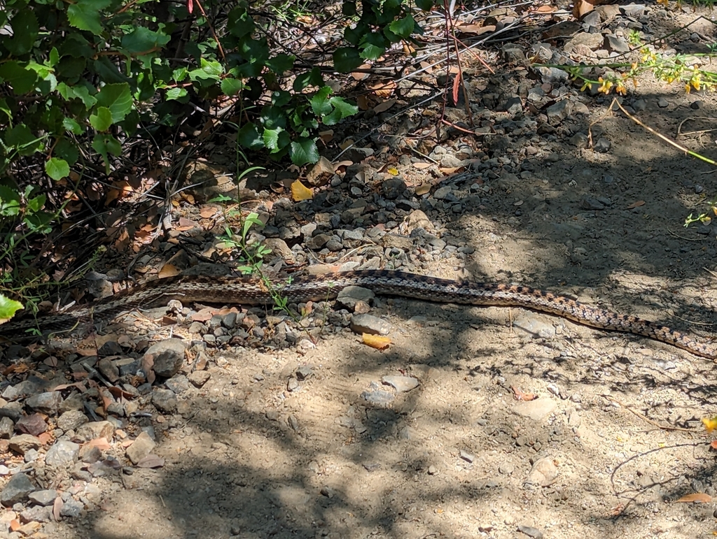 Gopher Snake from Temecula, CA 92592, USA on June 16, 2023 at 11:36 AM ...