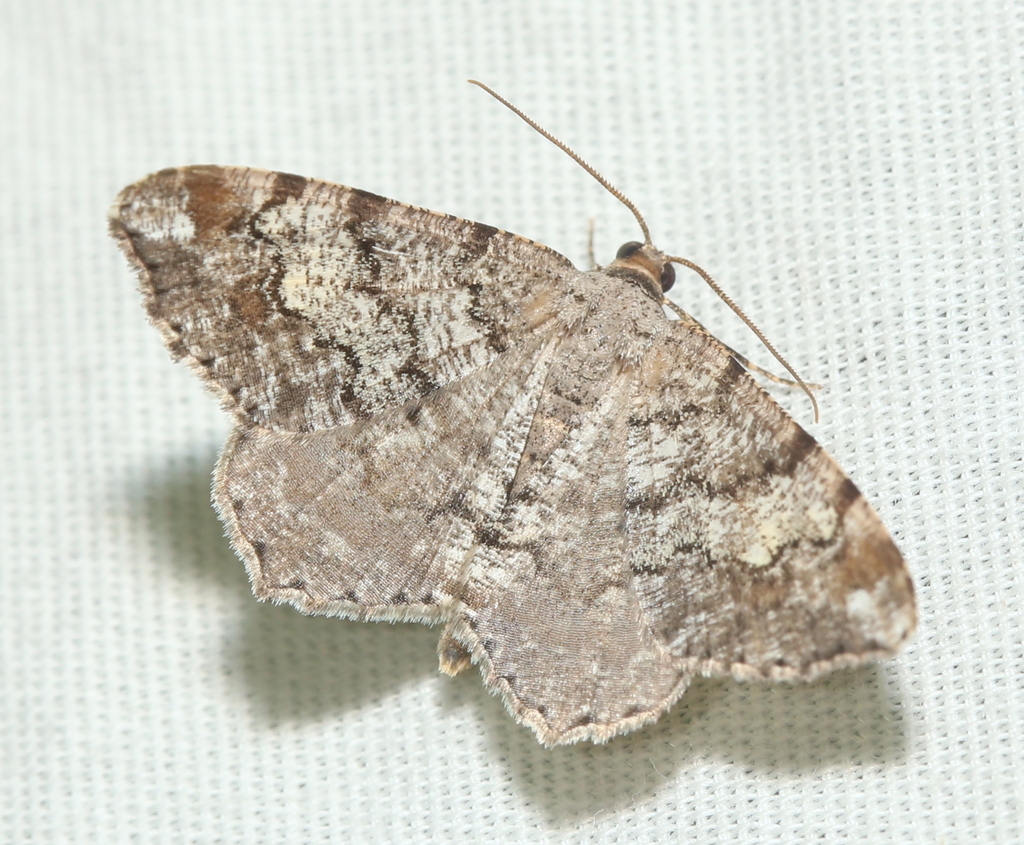 Granite Angle