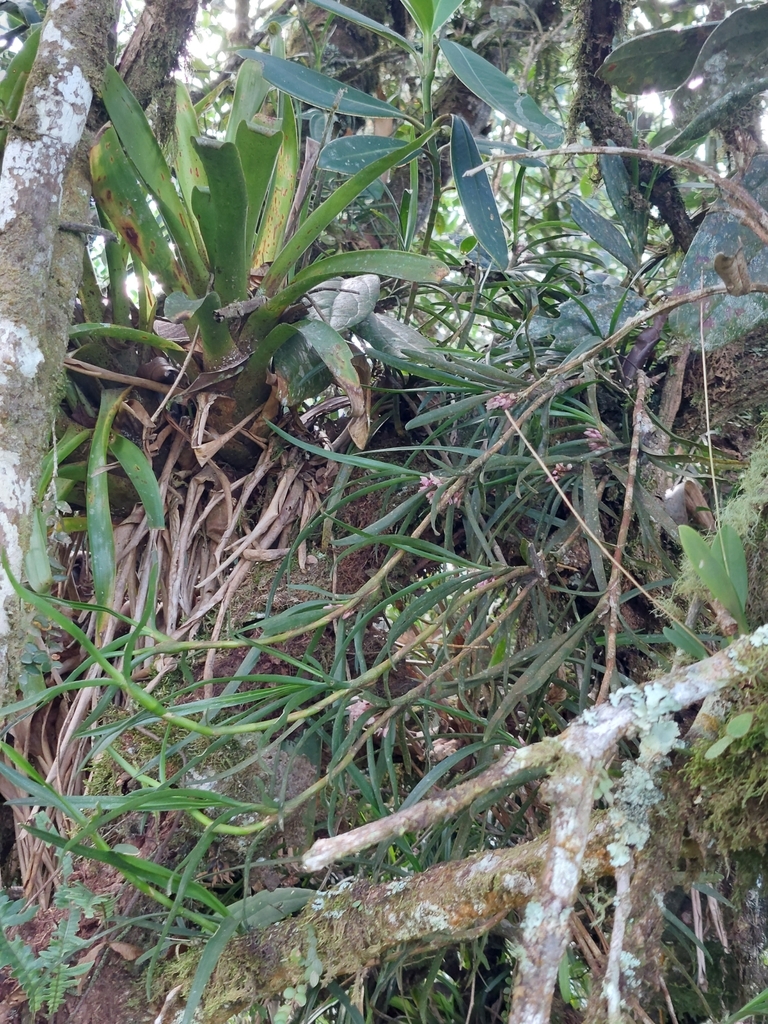 Maxillaria aggregata