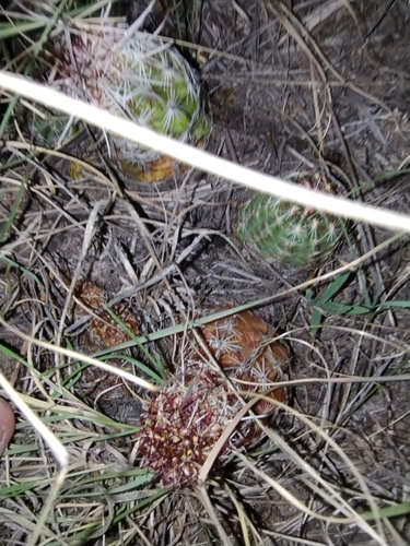 Echinocereus viridiflorus