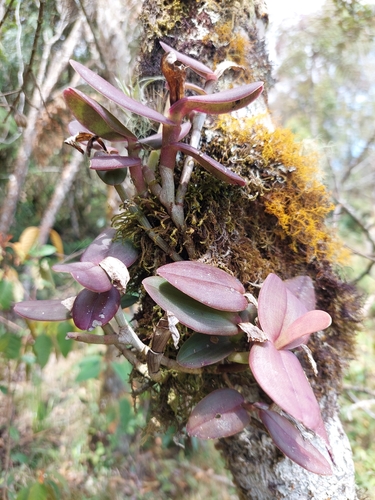 Image of Epidendrum geminiflorum by (c) Daniel Mesa, some rights reserved (CC BY)