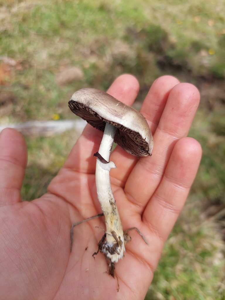 Psilocybe cubensis · August 2023 · photo: © danielmesa1 (iNaturalist, cc-by)