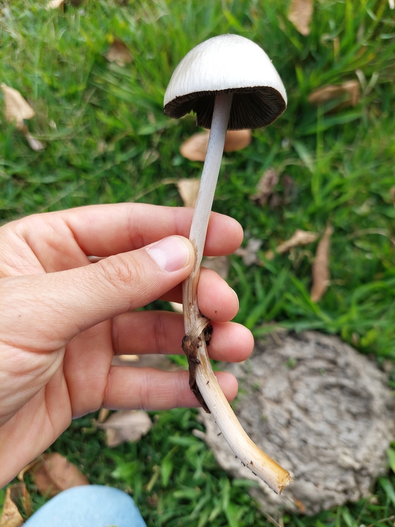 Panaeolus antillarum · August 2023 · photo: © danielmesa1 (iNaturalist, cc-by)