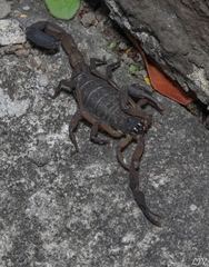 Centruroides limbatus