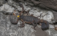 Centruroides limbatus