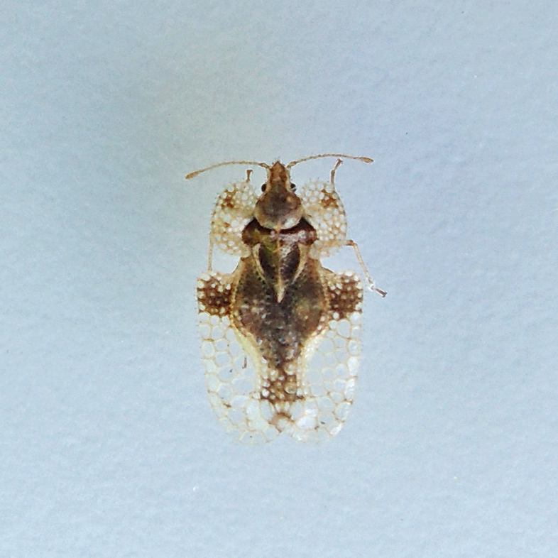 elm lace bug