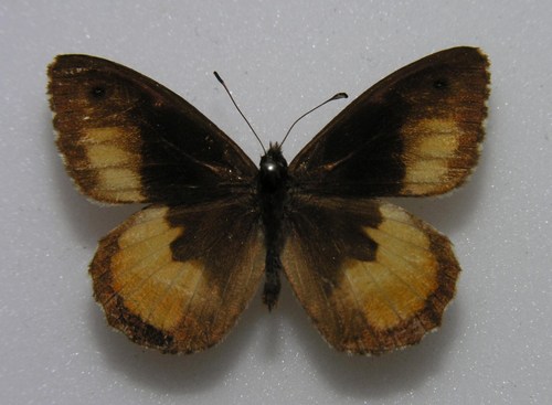 Corsican Grayling