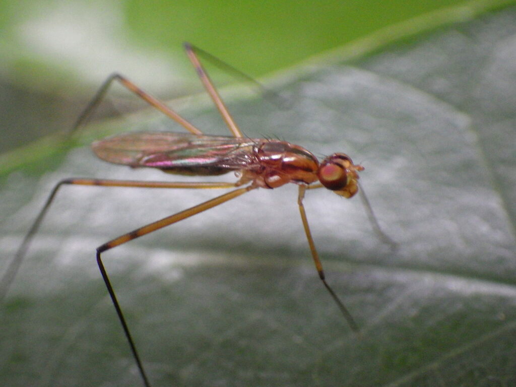 Cothornobata linea