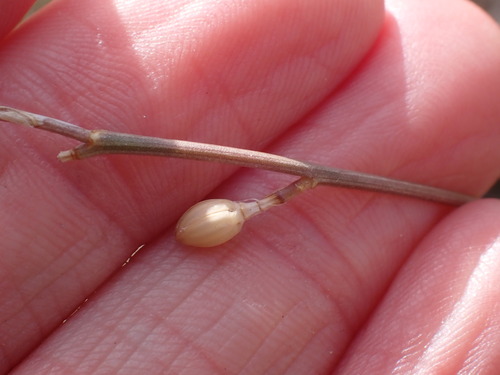 Image of Linum rigidum by no rights reserved