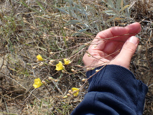 Image of Linum rigidum by no rights reserved