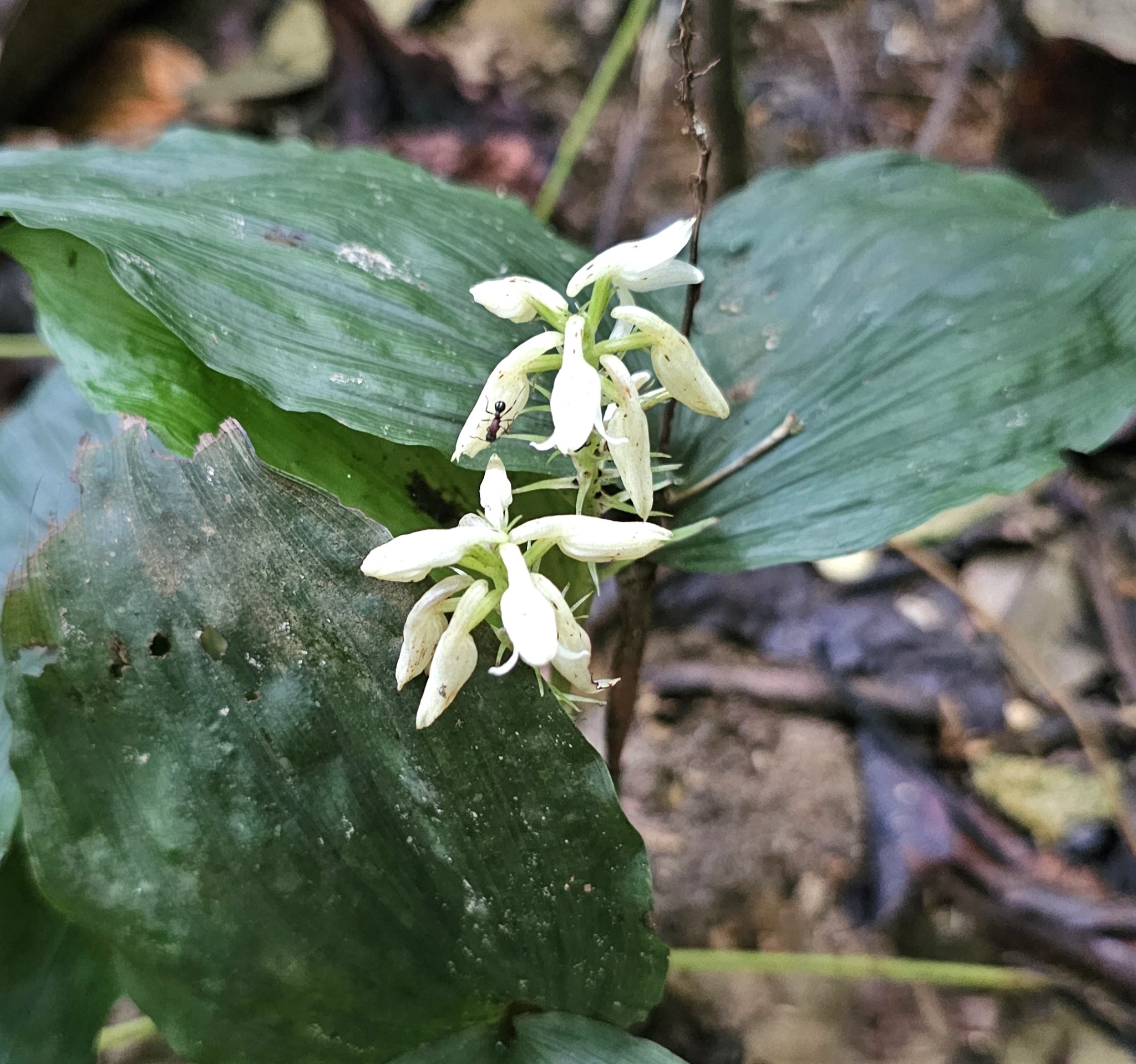Tropidia angulosa (Tropidia angulosa)