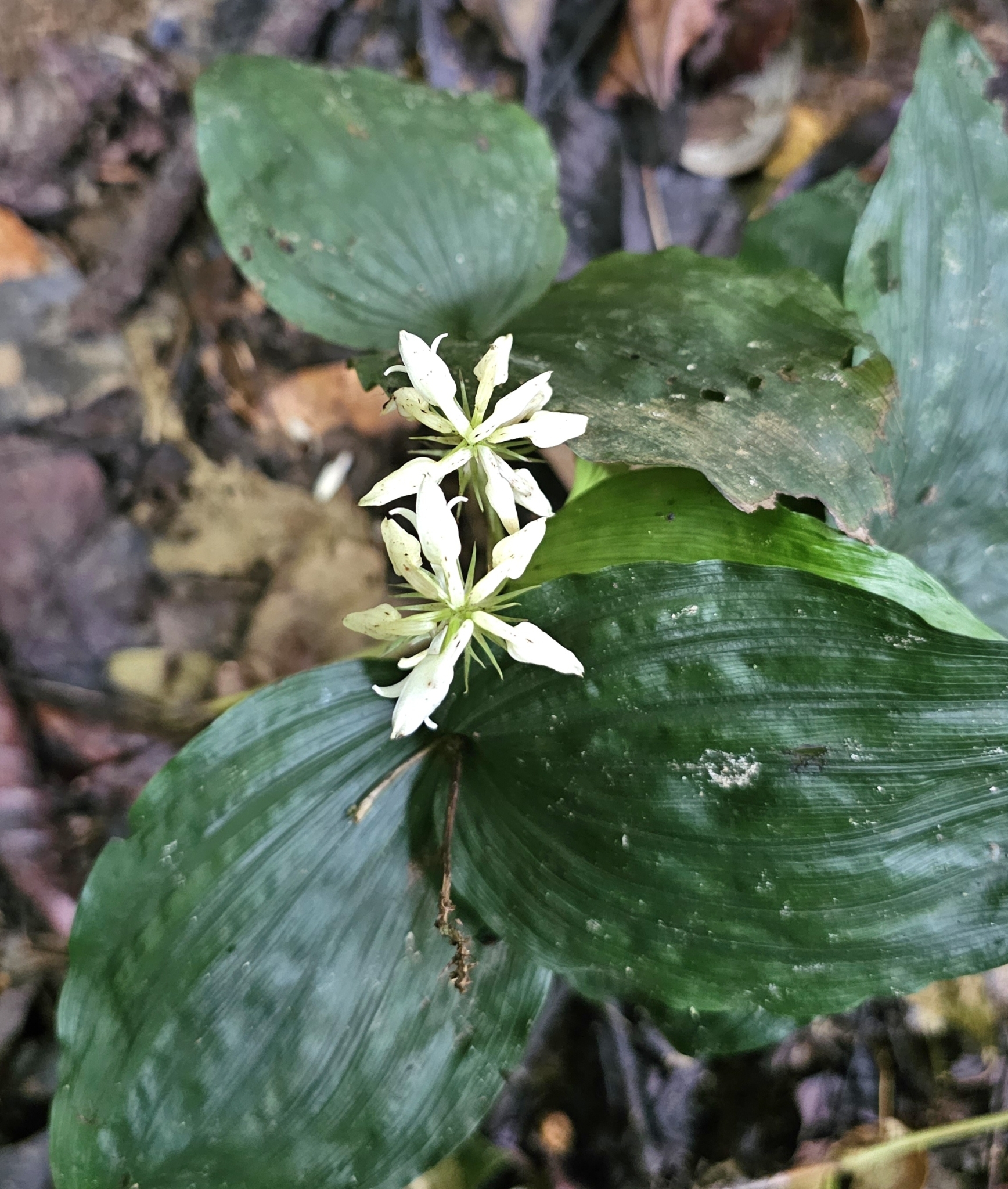 Tropidia angulosa — ảnh 2