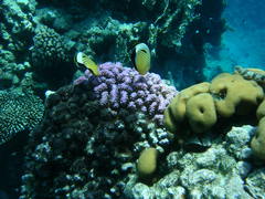 Chaetodon austriacus