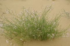 Asperula diminuta