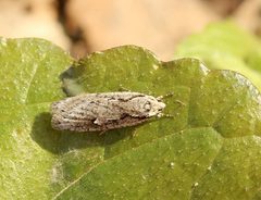 Semioscopis avellanella