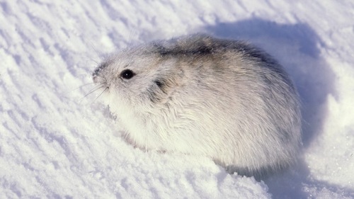 Northern Collared Lemming
