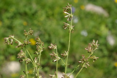 Asperula molluginoides