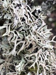 Hypogymnia schizidiata