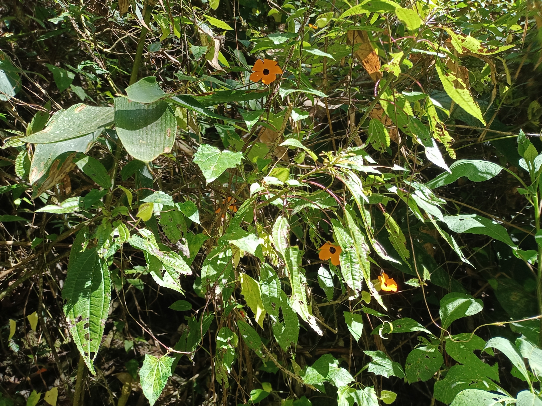 Thunbergia image
