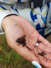 Lithobates clamitans image