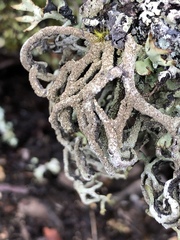 Hypogymnia schizidiata