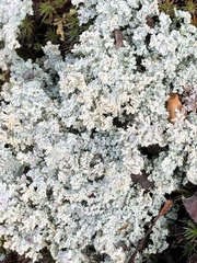 Stereocaulon sterile