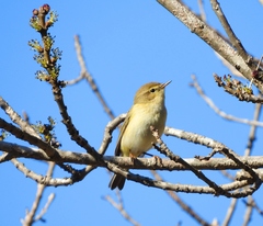 Phylloscopus collybita